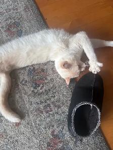 BEAU CHAT BLANC - Photo 4