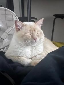 BEAU CHAT BLANC - Photo 5