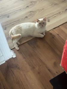 BEAU CHAT BLANC - Photo 6