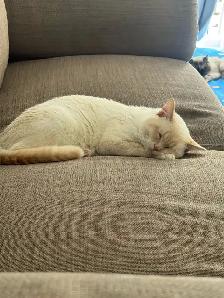 BEAU CHAT BLANC - Photo 7