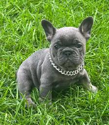 Bouledogues Français / french bulldog