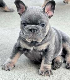 Bouledogues Français / french bulldog - Photo 2