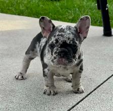 Bouledogues Français / french bulldog - Photo 3