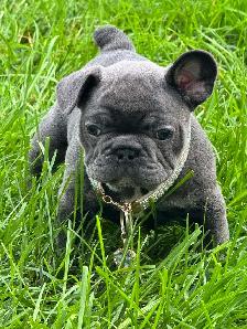 Bouledogues Français / french bulldog - Photo 4