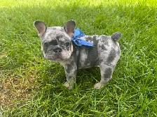 Bouledogues Français / french bulldog - Photo 5