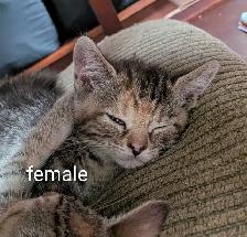 kittens looking for their forever family - Photo 2