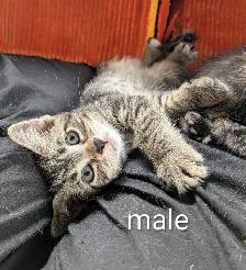 kittens looking for their forever family - Photo 3