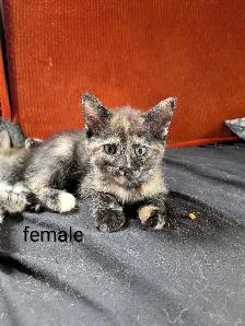 kittens looking for their forever family - Photo 4
