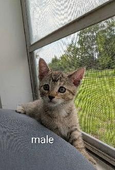 kittens looking for their forever family - Photo 5