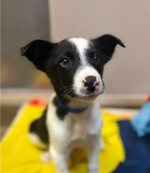 Australian Shepherd x Border Collie Puppy (~12 weeks old)