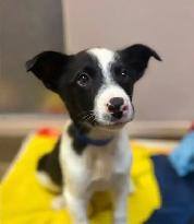 Australian Shepherd x Border Collie Puppy (~12 weeks old)