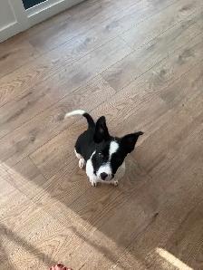 Australian Shepherd x Border Collie Puppy (~12 weeks old) - Photo 2