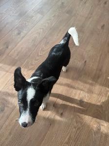 Australian Shepherd x Border Collie Puppy (~12 weeks old) - Photo 3