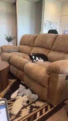 Australian Shepherd x Border Collie Puppy (~12 weeks old) - Photo 4