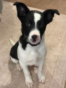 Australian Shepherd x Border Collie Puppy (~12 weeks old) - Photo 5