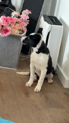 Australian Shepherd x Border Collie Puppy (~12 weeks old) - Photo 6