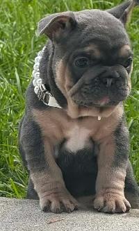 Bouledogues Français / french bulldogs - Photo 6