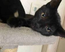Magnifique chaton noir à vendre