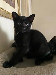 Magnifique chaton noir à vendre - Photo 2