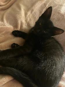 Magnifique chaton noir à vendre - Photo 3