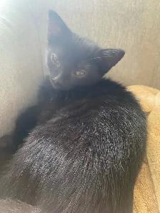 Magnifique chaton noir à vendre - Photo 4