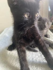 Magnifique chaton noir à vendre - Photo 5