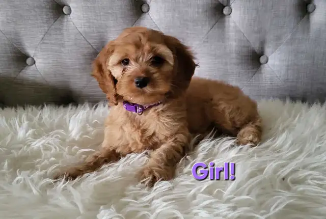 Cockapoo puppy - Girl!