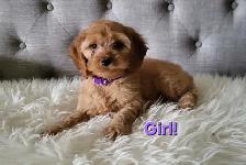 Cockapoo puppy - Girl!