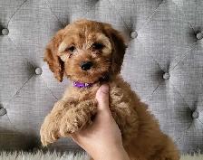 Cockapoo puppy - Girl! - Photo 2