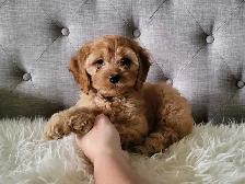 Cockapoo puppy - Girl! - Photo 3