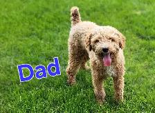 Cockapoo puppy - Girl! - Photo 5