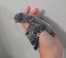 Oiseaux