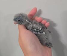 Oiseaux - Photo 2