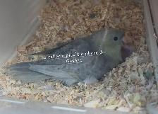 Oiseaux - Photo 3