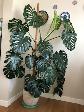 Palm-Monstera