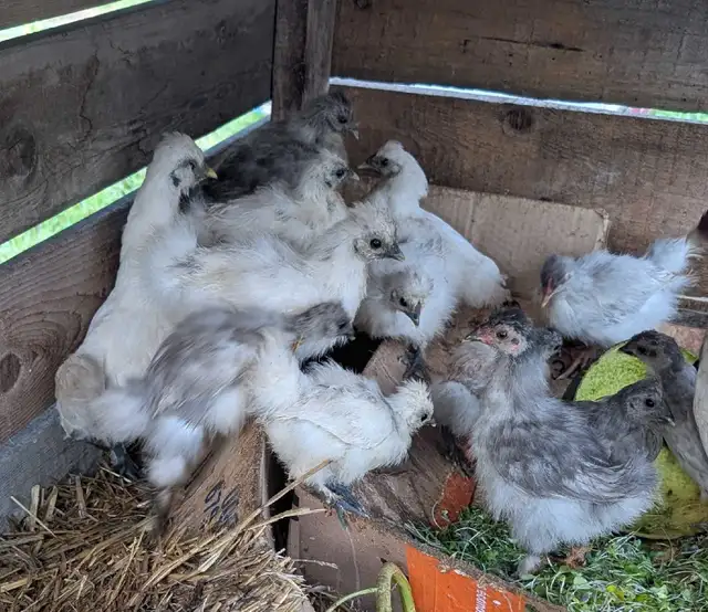 Silkie Chicks