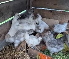 Silkie Chicks