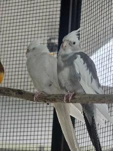 vente samedi et dimanche laval oiseaux et cages - Photo 3