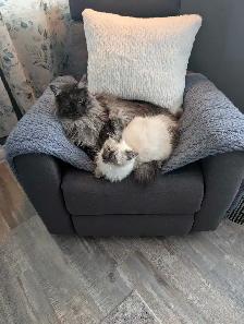 Maine coon