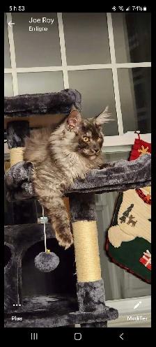 Maine coon - Photo 2