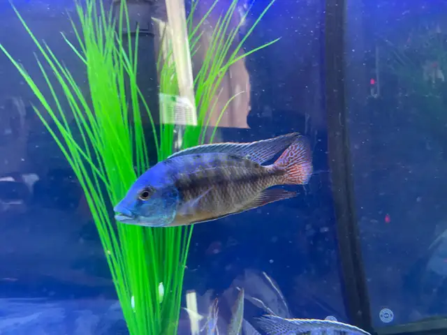 The Red Empress peacock