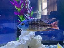 The Red Empress peacock - Photo 3