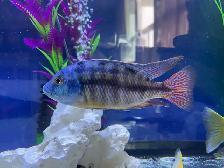The Red Empress peacock - Photo 4
