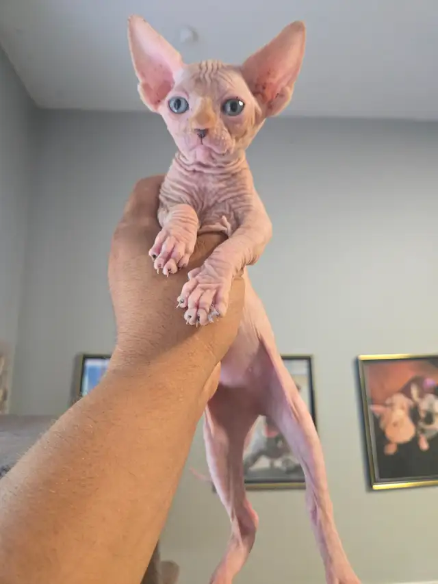 Chatons Sphynx