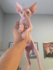 Chatons Sphynx