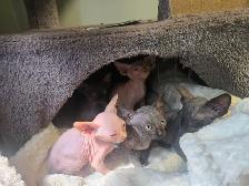 Chatons Sphynx - Photo 2