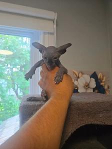 Chatons Sphynx - Photo 3