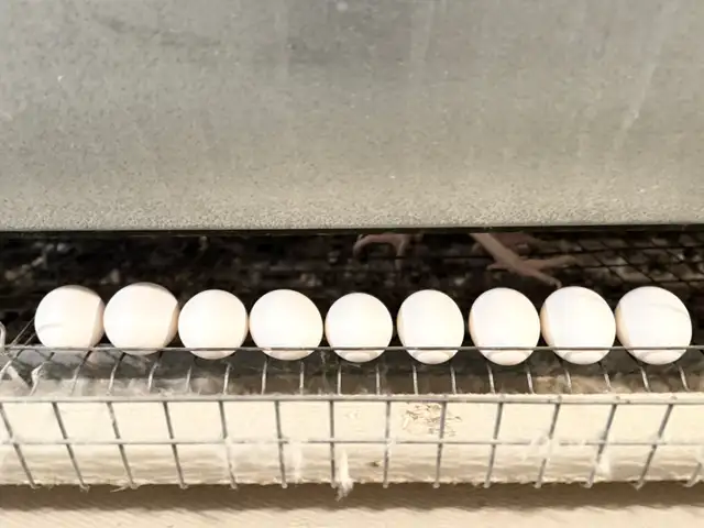 Laying Hens