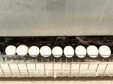 Laying Hens