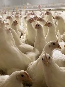 Laying Hens - Photo 2